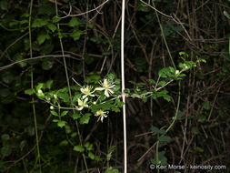 Imagem de Clematis pauciflora Nutt. ex Torr. & Gray