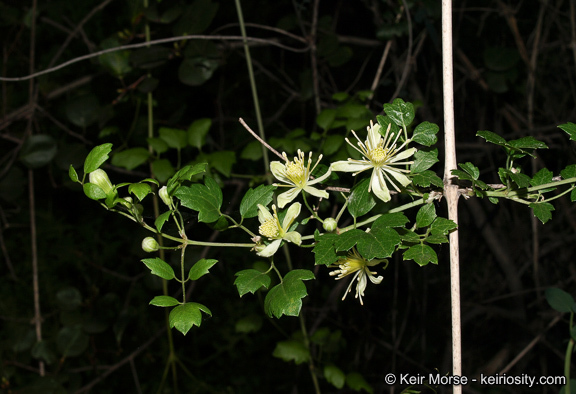 Imagem de Clematis pauciflora Nutt. ex Torr. & Gray