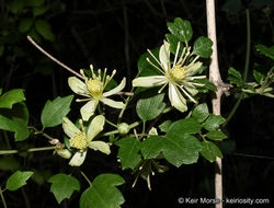 Imagem de Clematis pauciflora Nutt. ex Torr. & Gray