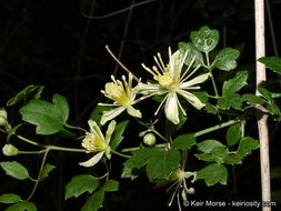 Imagem de Clematis pauciflora Nutt. ex Torr. & Gray