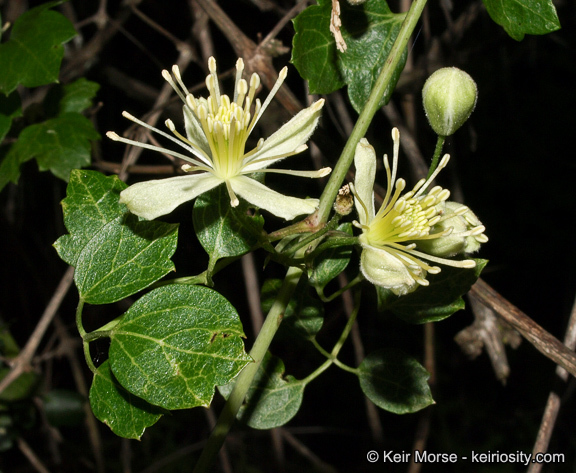 Imagem de Clematis pauciflora Nutt. ex Torr. & Gray