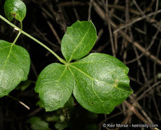 Imagem de Clematis pauciflora Nutt. ex Torr. & Gray