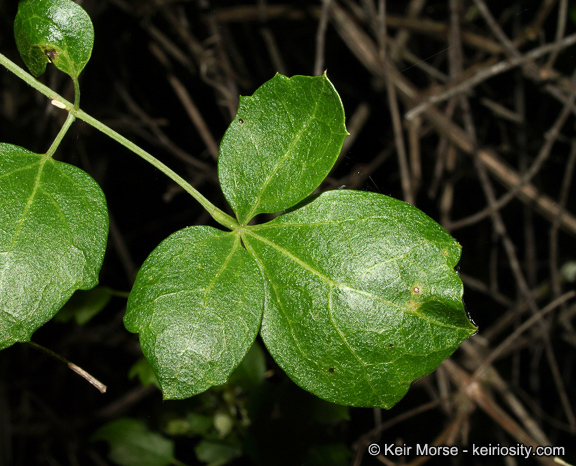 Imagem de Clematis pauciflora Nutt. ex Torr. & Gray