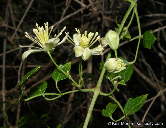 Imagem de Clematis pauciflora Nutt. ex Torr. & Gray