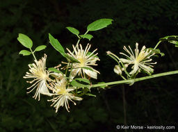 Imagem de Clematis pauciflora Nutt. ex Torr. & Gray