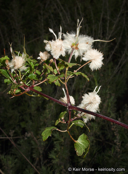 Imagem de Clematis pauciflora Nutt. ex Torr. & Gray