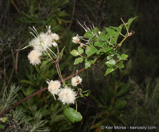 Imagem de Clematis pauciflora Nutt. ex Torr. & Gray