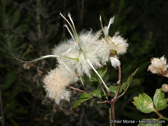 Imagem de Clematis pauciflora Nutt. ex Torr. & Gray