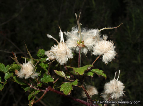 Imagem de Clematis pauciflora Nutt. ex Torr. & Gray