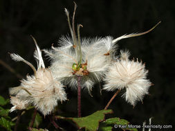 Imagem de Clematis pauciflora Nutt. ex Torr. & Gray