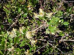 Imagem de Clematis pauciflora Nutt. ex Torr. & Gray