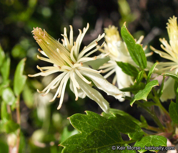 Imagem de Clematis pauciflora Nutt. ex Torr. & Gray