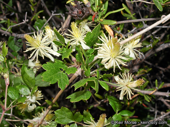 Imagem de Clematis pauciflora Nutt. ex Torr. & Gray