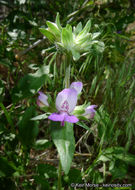 Image de Collinsia concolor Greene.