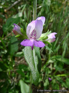 Image de Collinsia concolor Greene.