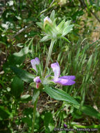 Image de Collinsia concolor Greene.