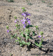 Image de Collinsia concolor Greene.