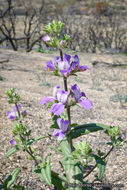 Image de Collinsia concolor Greene.