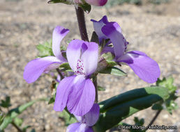 Image de Collinsia concolor Greene.