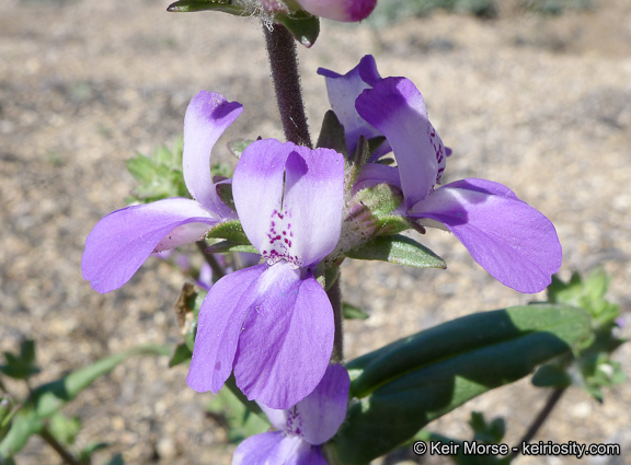 Image de Collinsia concolor Greene.