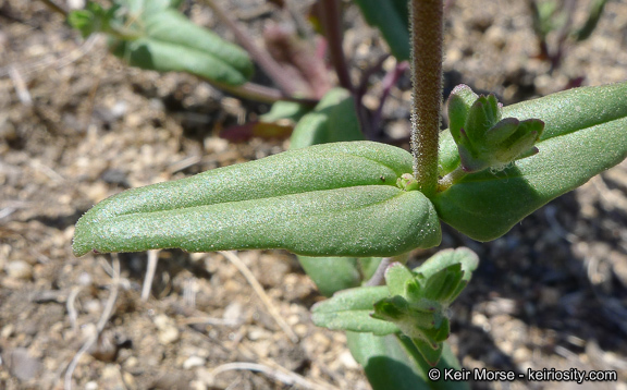 Image de Collinsia concolor Greene.