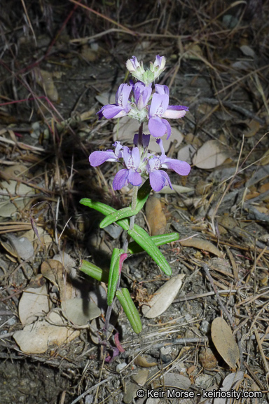 Image de Collinsia concolor Greene.