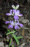 Image de Collinsia concolor Greene.