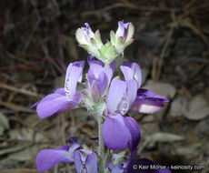 Image de Collinsia concolor Greene.