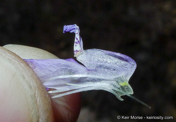 Image de Collinsia concolor Greene.