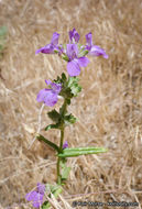 Image de Collinsia concolor Greene.