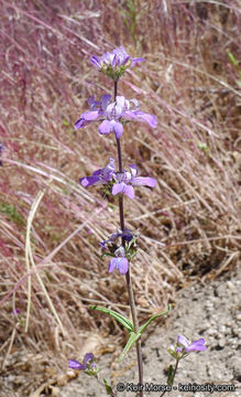 صورة Collinsia concolor Greene.