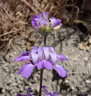 Image de Collinsia concolor Greene.