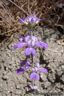 Image de Collinsia concolor Greene.