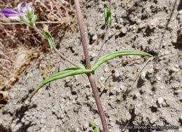 Image de Collinsia concolor Greene.