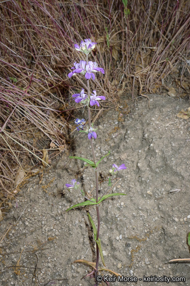 Image de Collinsia concolor Greene.