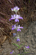 Image de Collinsia concolor Greene.