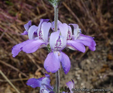 Image de Collinsia concolor Greene.