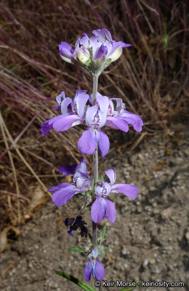 Image de Collinsia concolor Greene.