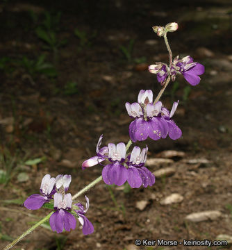 Image of purple Chinese houses