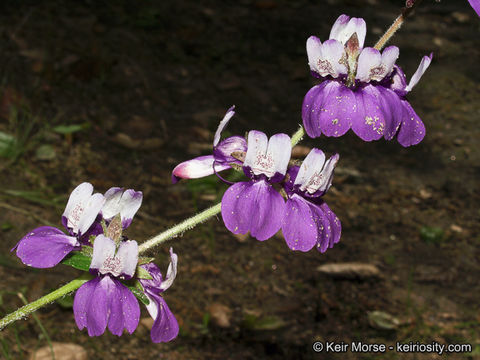 صورة Collinsia heterophylla Buist ex Graham