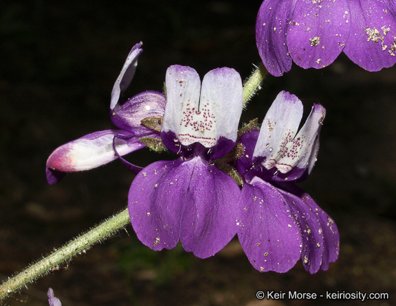 Image of purple Chinese houses