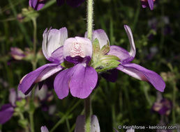 Image of purple Chinese houses