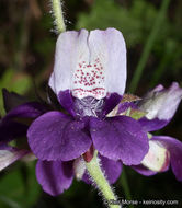 Image of purple Chinese houses