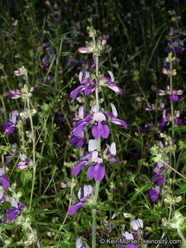 Image of purple Chinese houses