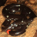Image of Mountain Pipe Snake