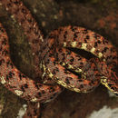 Image of Jasper Cat Snake