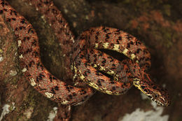 Image of Jasper Cat Snake