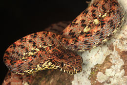 Image of Jasper Cat Snake