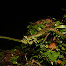 Image de Dendrelaphis formosus (F. Boie 1827)