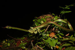 Image of Beautiful Bronzeback Tree Snake